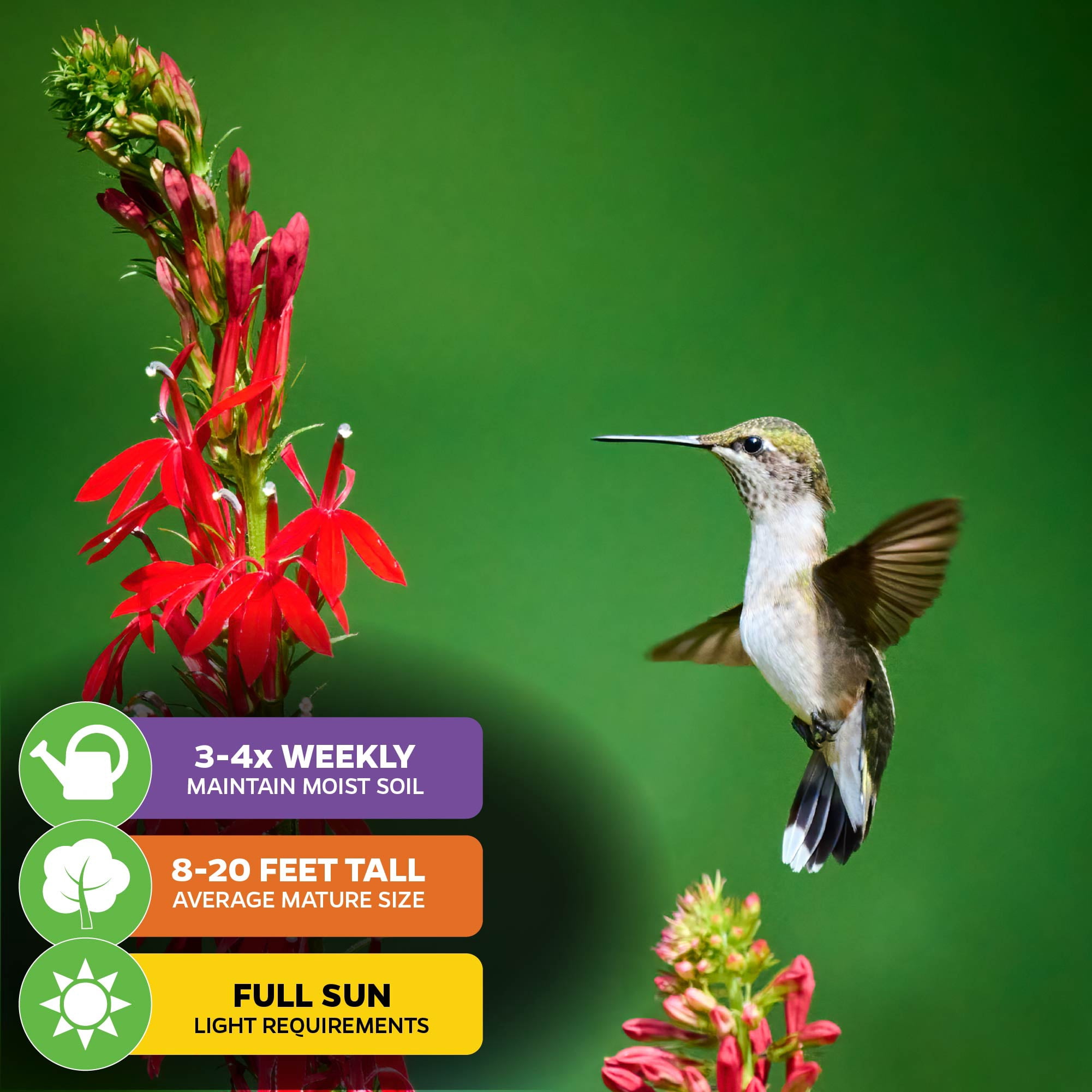 (2-Pack) Cardinal Flower Live Plant - Lobelia cardinalis by Wellspring Gardens - Versatile Starter Plant - Hummingbird Flower - Red Lobelia - Red Cardinal - Ideal for Your Garden