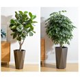 thumbnail image 5 of Bingirl Set of 2 Tall Diamond Planters: Distinctive Shape, Water Level Window, Smooth - Rolling Wheels, Versatile Placement for Patio, Porch, Living Room, Home Office, 5 of 5