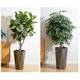 thumbnail image 5 of Set of 2 de altura diamond planters distinctive shape water level window smooth-rolling wheels versatile placement para patio porch sala de estar oficina en casa, 5 of 5