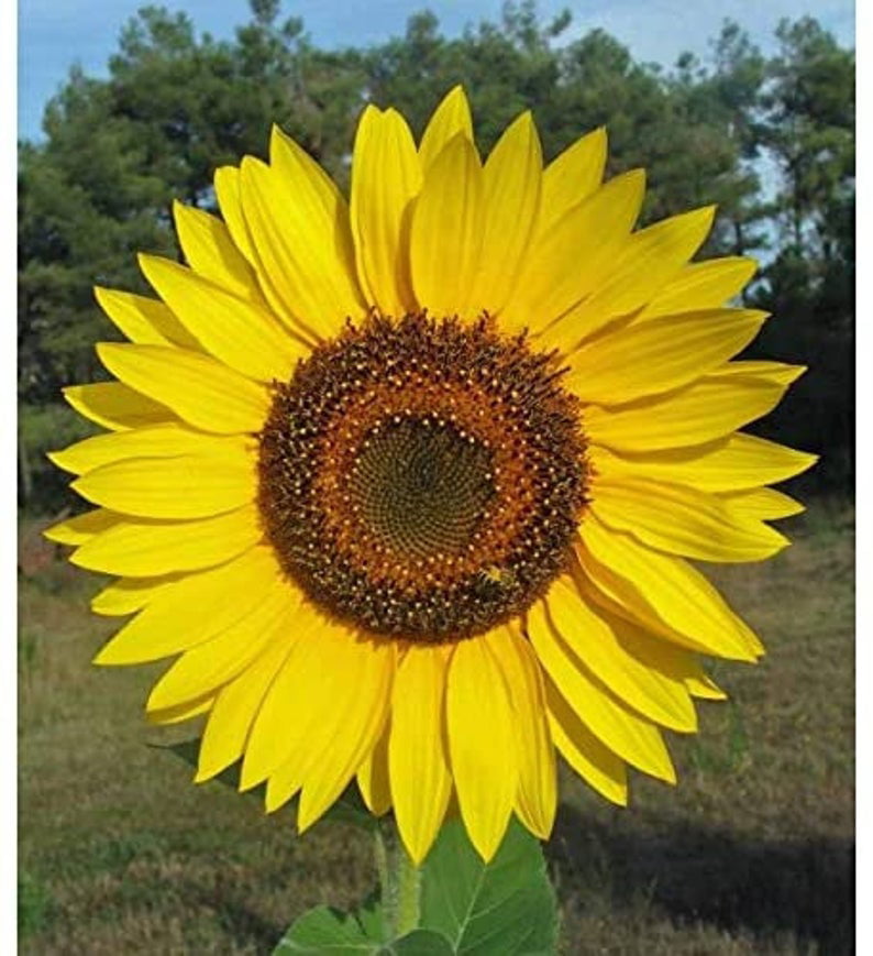 A Real Giant Yellow Giant Sunflower Seeds to Plant Huge 2 ft Wide Flowers 20 Pack of Seeds Hummingbird and Butterfly Friendly