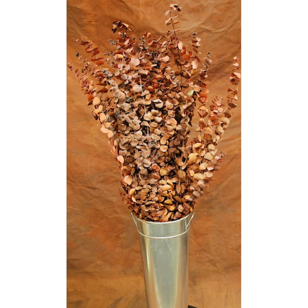 Preserved Eucalyptus Stems for sale Harvest 8 oz bunch 34 stems
