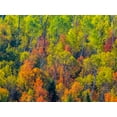 thumbnail image 2 of Gulin, Sylvia 24x19 White Modern Wood Framed Museum Art Print Titled - USA-Utah-east of Logan on highway 89 fall color Canyon Maple and Aspens, 2 of 4