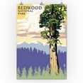 thumbnail image 2 of Redwood National Park, California, Towering Redwood (24x36 Giclee Gallery Art Print, Vivid Textured Wall Decor), 2 of 3