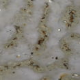 thumbnail image 3 of Crustacean Ceramic Decorative Bowl Large, 3 of 3