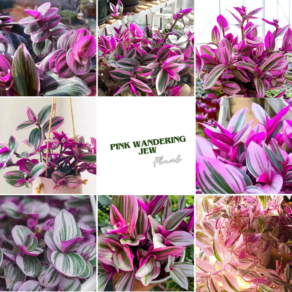 Pink Wandering Jew Live Plant in 2'' Pot, Tradescantia Nanouk Pink Wandering Jew Plants, Jew Plant Live, Live House Plants Indoor Plants