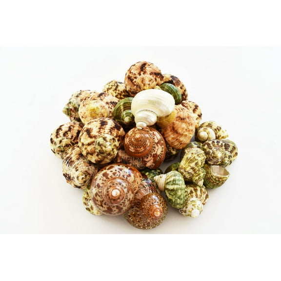 Set of 30 Hand Picked Turbo Hermit Crab Shells Lot 1"-2" (opening 5/8"-1") Medium Size