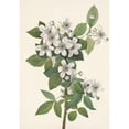 thumbnail image 3 of Mary Vaux Walcott 11x14 Black Modern Framed Museum Art Print Titled - Highbush Blackberry. Rubus Clear (1925), 3 of 5