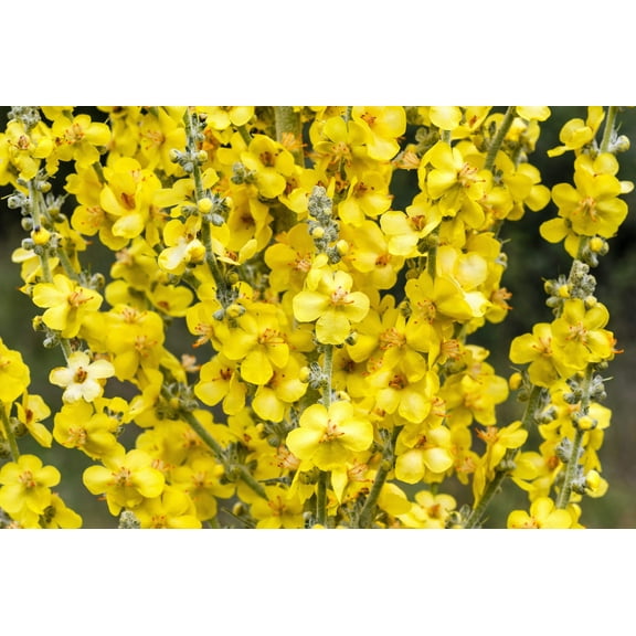 150 YELLOW VERBASCUM Thapsus Common Mullein Flower Herb Seeds