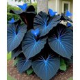 thumbnail image 2 of GSDWIUEW Chlorisium Caladium Seeds for Planting, 300/500 Seeds, Elephant Ears Perennial Hosta, 2 of 6