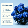 thumbnail image 3 of Hydrangea Shrub, Shade Plant for Gardens-Easy Grow-Low Maintenance-Ideal for Beds Borders, Plant Pots & Planters, 3 of 5