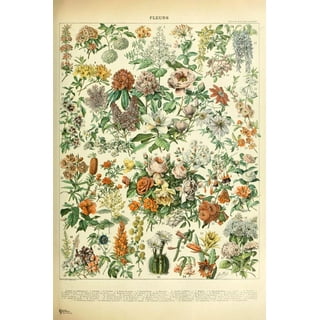 Vintage Wildflowers Poster Botanical Wall Art Prints Colorful Rustic Style  of Floral Wall Hanging Illustrative Reference Flower Chart Poster for