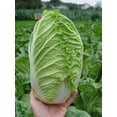 thumbnail image 1 of HJADGG Napa Chinese Peking Cabbage Vegetable for Planting Heirloom Non GMO, 1 of 8