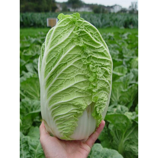 HJADGG Napa Chinese Peking Cabbage Vegetable for Planting Heirloom Non GMO