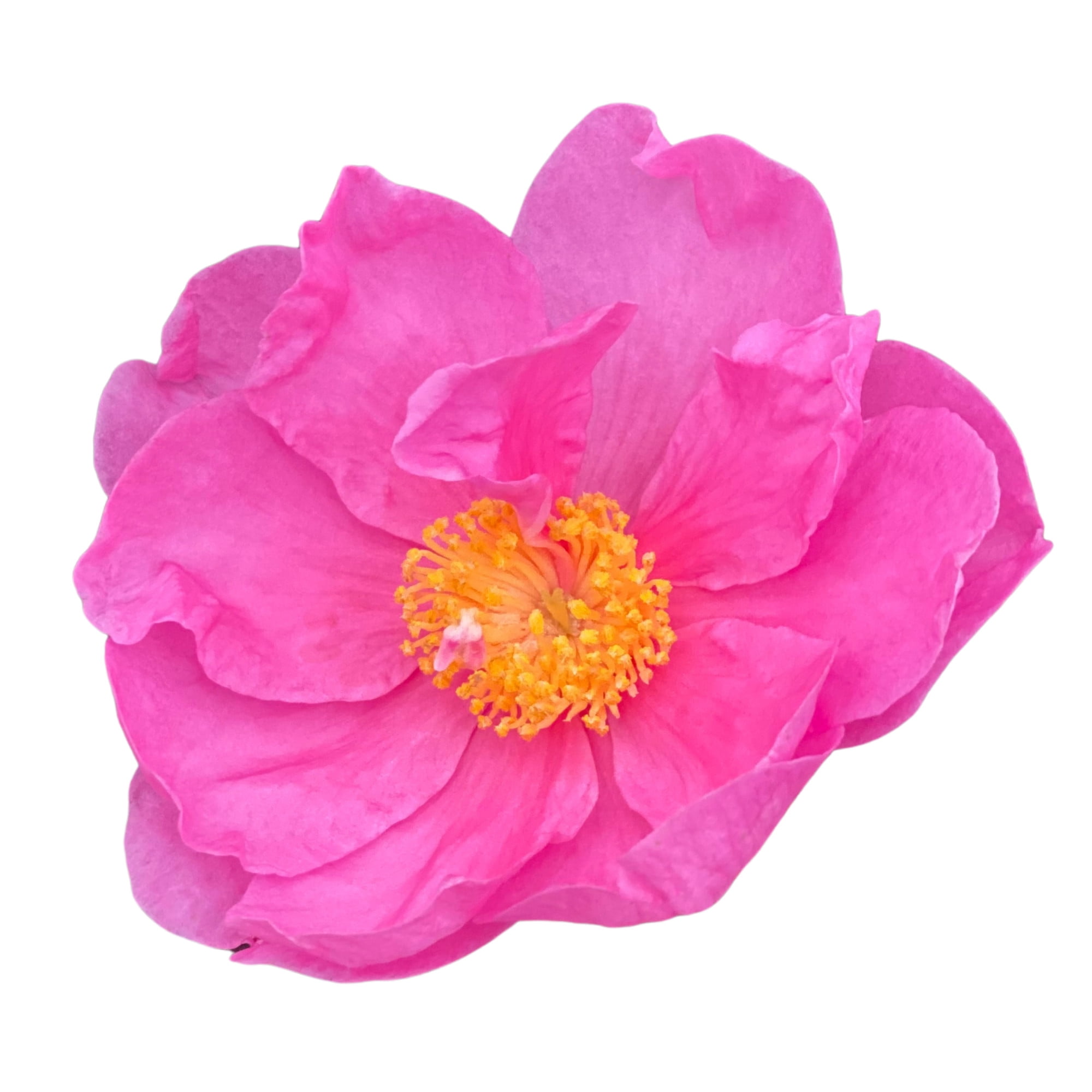 Proven Winners ColorChoice 5" Pink Just Chill Double Mauve Camellia Live Plant in 4.5" Pot (4 Count)