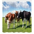 thumbnail image 3 of Cattle Shower Curtain, Various Colored Herd of Cows Grazing on Pasture Nature Themed Digital Image Print, Fabric Bathroom Set with Hooks, 69W X 84L Inches Extra Long, Multicolor, by Ambesonne, 3 of 3