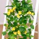 thumbnail image 3 of Flores colgantes artificiales BLEUM CADE Pothos Vines, 2 unidades, amarillas, 3 of 7