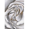 thumbnail image 3 of White rose delicate - 24"x36" canvas - Print on demand, 3 of 5