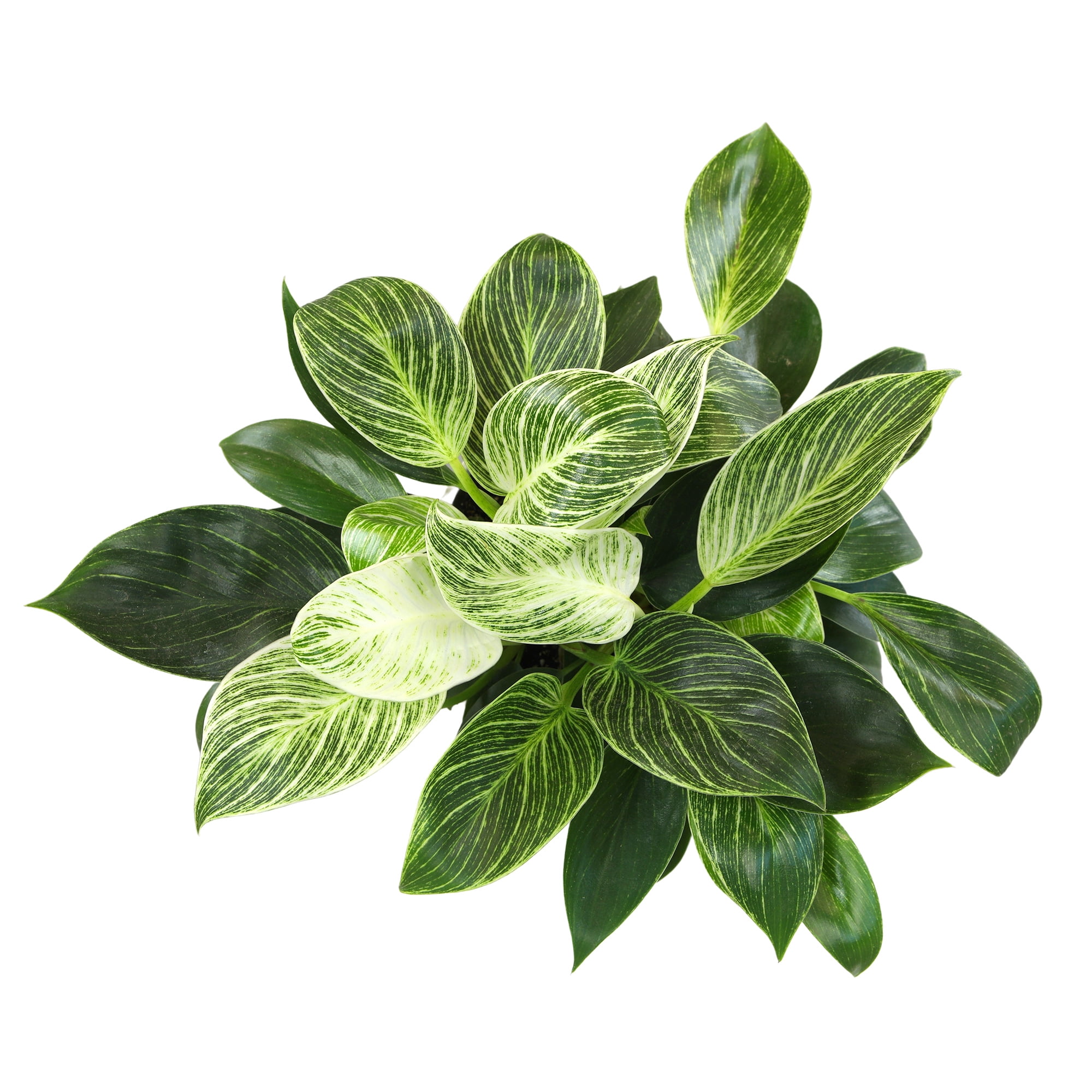 Philodendron Birkin Variegated Houseplant | 6in Decor Pot; Indirect Light | Element by Altman Plants