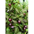 thumbnail image 2 of 20 Seeds FILIUS BLUE PEPPER Capiscum Annuum Christmas Pepper Vegetable Seeds, 2 of 3
