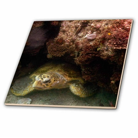 - 3dRose Loggerhead Turtle, Stradbroke Queensland, Australia-AU01 POX0150 - Pete Oxford - Ceramic Tile, 8-inch