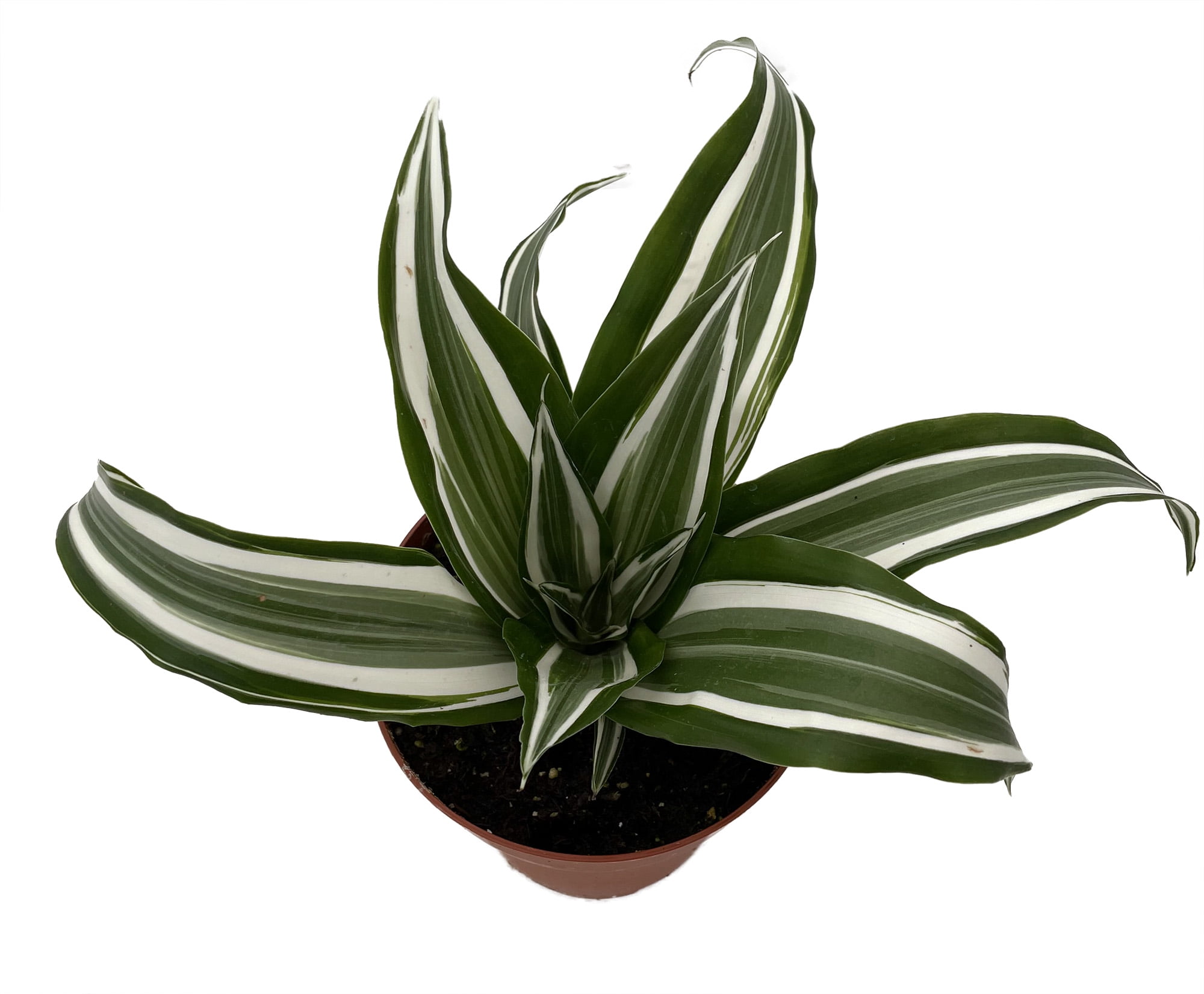 White Jewel Dragon Tree - Dracaena - 4' Pot