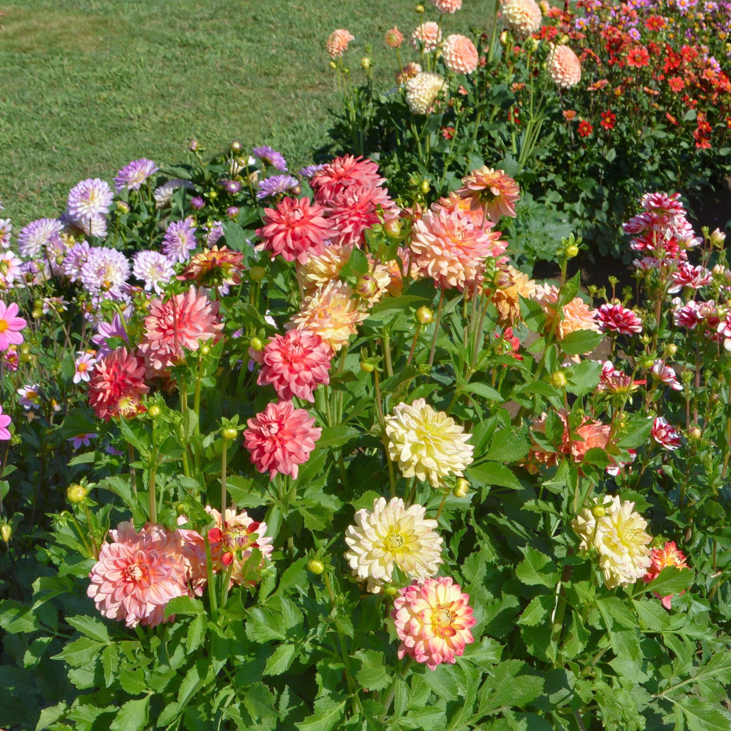 National Plant Network Dahlia Decorative Mixed Bulbs (10-Pack)