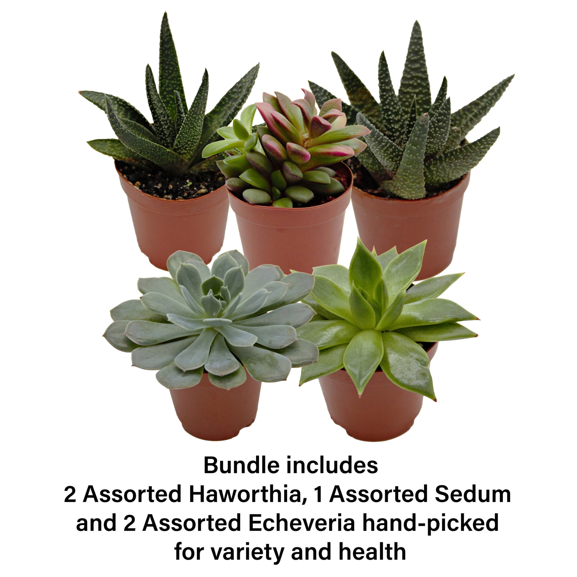 ReptiCulture Desert Plant Starter Bundle