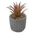 thumbnail image 2 of Maceta Prichos de Cemento con Suculenta Varios Modelos 1 Pieza, 2 of 4