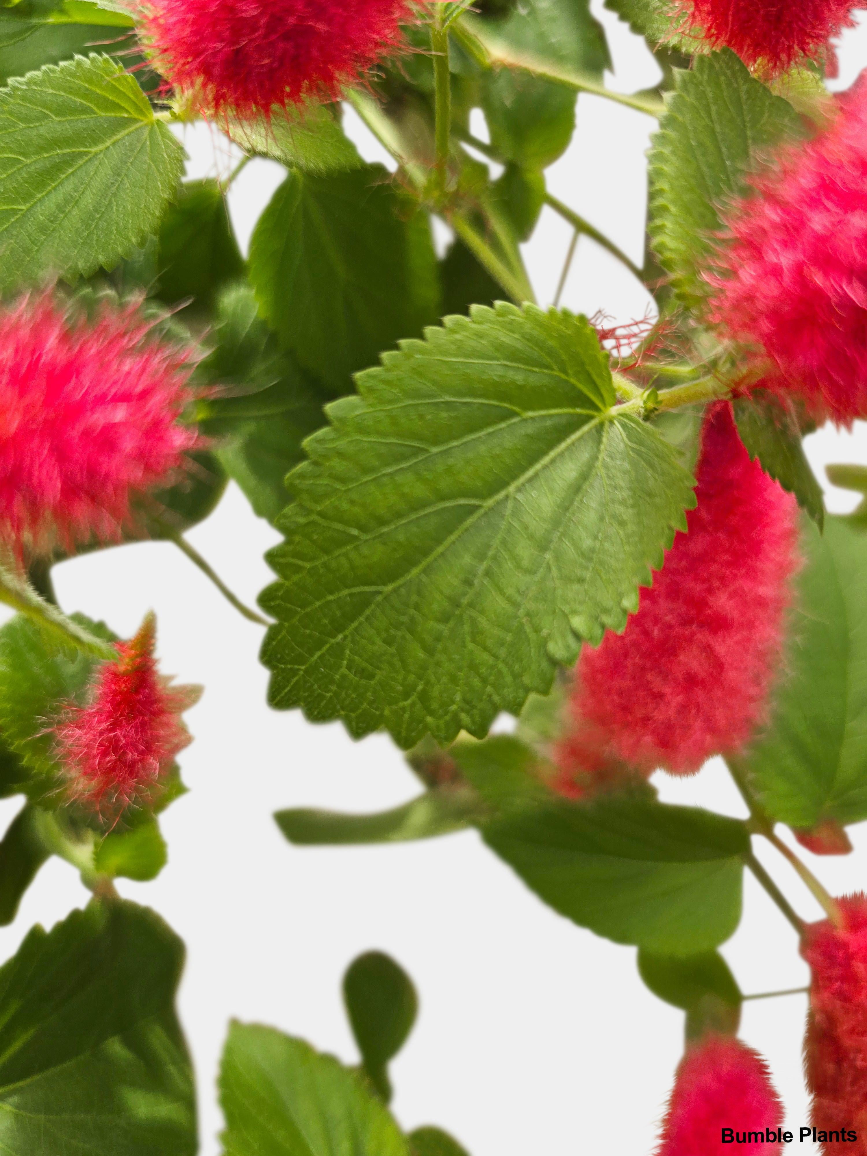 Chenille Acalypha Hispida 'Red Hot Cat's Tail' - Live Air-Purifying Indoor Plant in Nursery Pot – Easy Care, Low Maintenance Houseplant for Home & Office Decor, Natural Air Cleaner, Best for Beginners