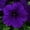 Easy Wave Blue - Pack of 10, variant on Park Seed Petunia Flowering Plant Seeds, Easy to Grow, Variety of Colors, Spring Garden, Evening Scentsation, Pack of 10