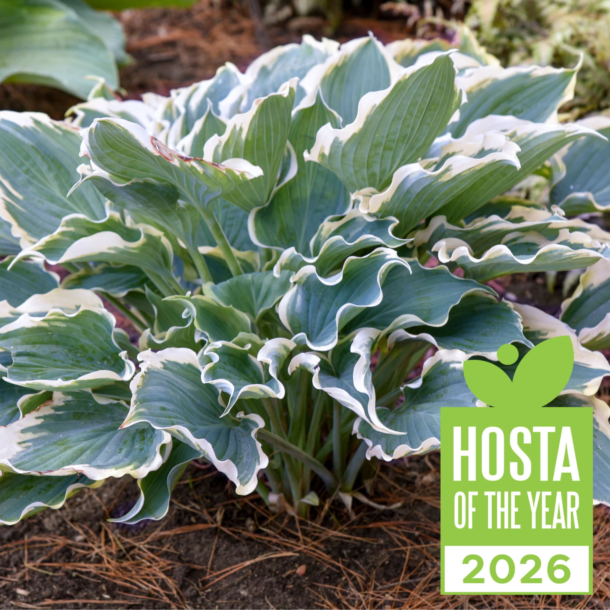 Proven Winners 6" Blue Shadowland 'Hope Springs Eternal' Hosta Live Plant in 6.5" Pot