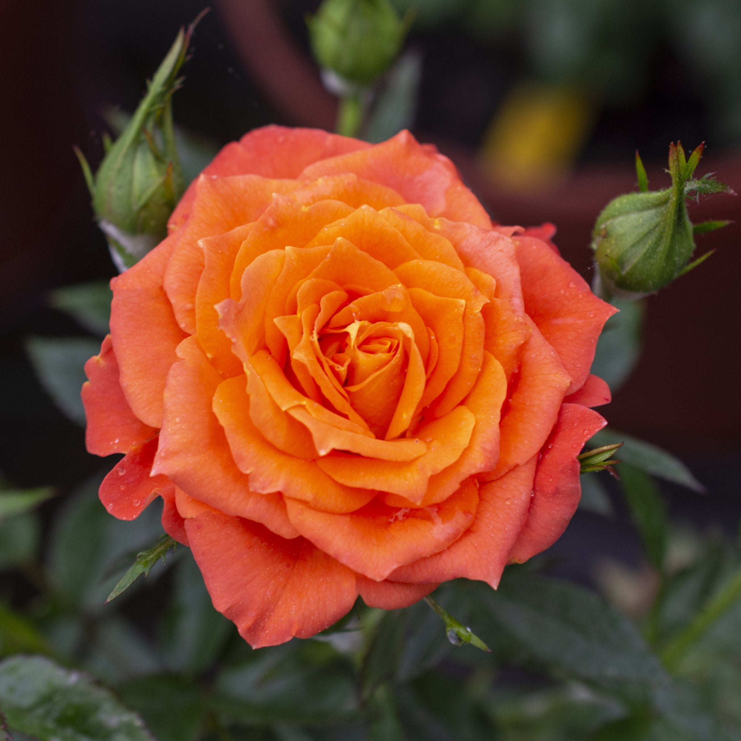 完売‼️ ALL ROSES LIVING PROOF Dash  Live Bare Root Knock Out Rose Double Red with Full Sunlight