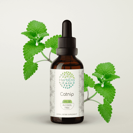 HerbEra Catnip Tincture, Herbal Dietary Supplement for Calming Support, Catnip (Nepeta cataria) Dried Herb Extract, Natural, Alcohol-Free, Drops 2 oz