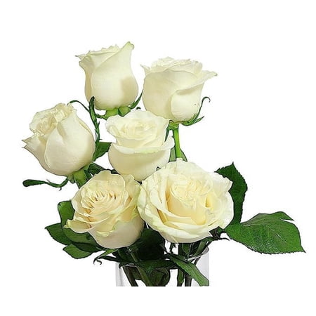 KaBloom : 6 White Roses 3 Israeli Ruscus greens Next-Day Delivery Gift for Every Occasion.