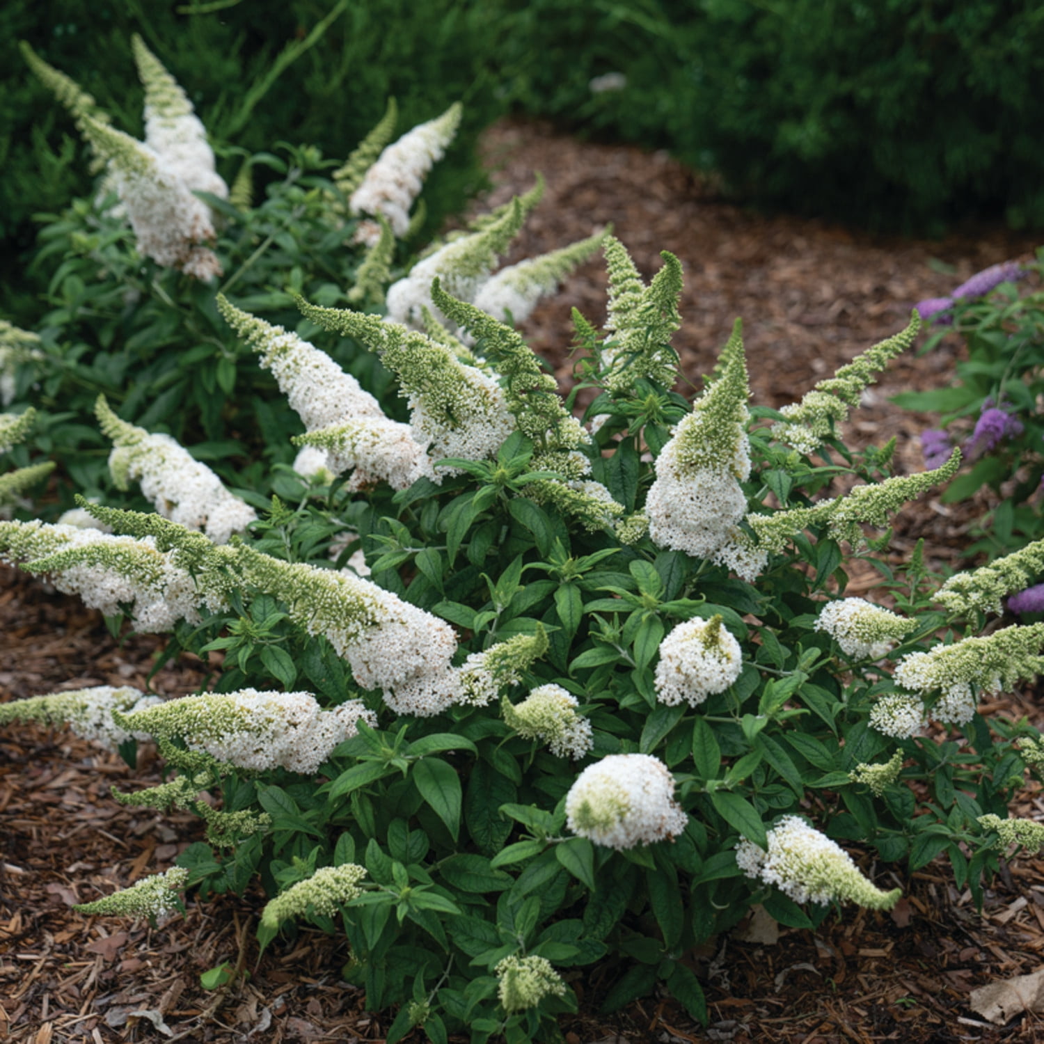 Proven Winners ColorChoice 5" Pugster White Butterfly Bush Live Plant in 4.5" Pot (4 Count)