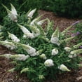 thumbnail image 6 of Proven Winners ColorChoice 6" Pugster White Butterfly Bush Live Plant in 7.5" Pot, 6 of 7