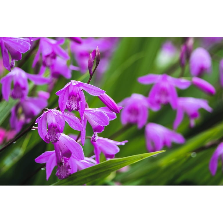 50 Hardy CHINESE GROUND ORCHID Bletilla Striata Purple Flower Seeds