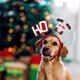 thumbnail image 4 of Paquete de 4 diademas navideñas para perros, con forma de árbol de Navidad, cuerno de ciervo, copo de nieve, accesorios para disfraces navideños para mascotas, suministros de decoración para fiestas, 4 of 5