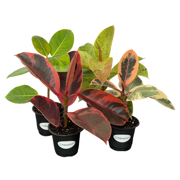 MicroStarts Live Ficus Variety Pack - 4 Ficus Plants in 4 inch pots