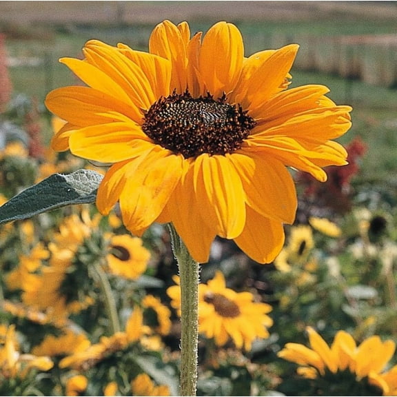Sunflower Soraya Seed