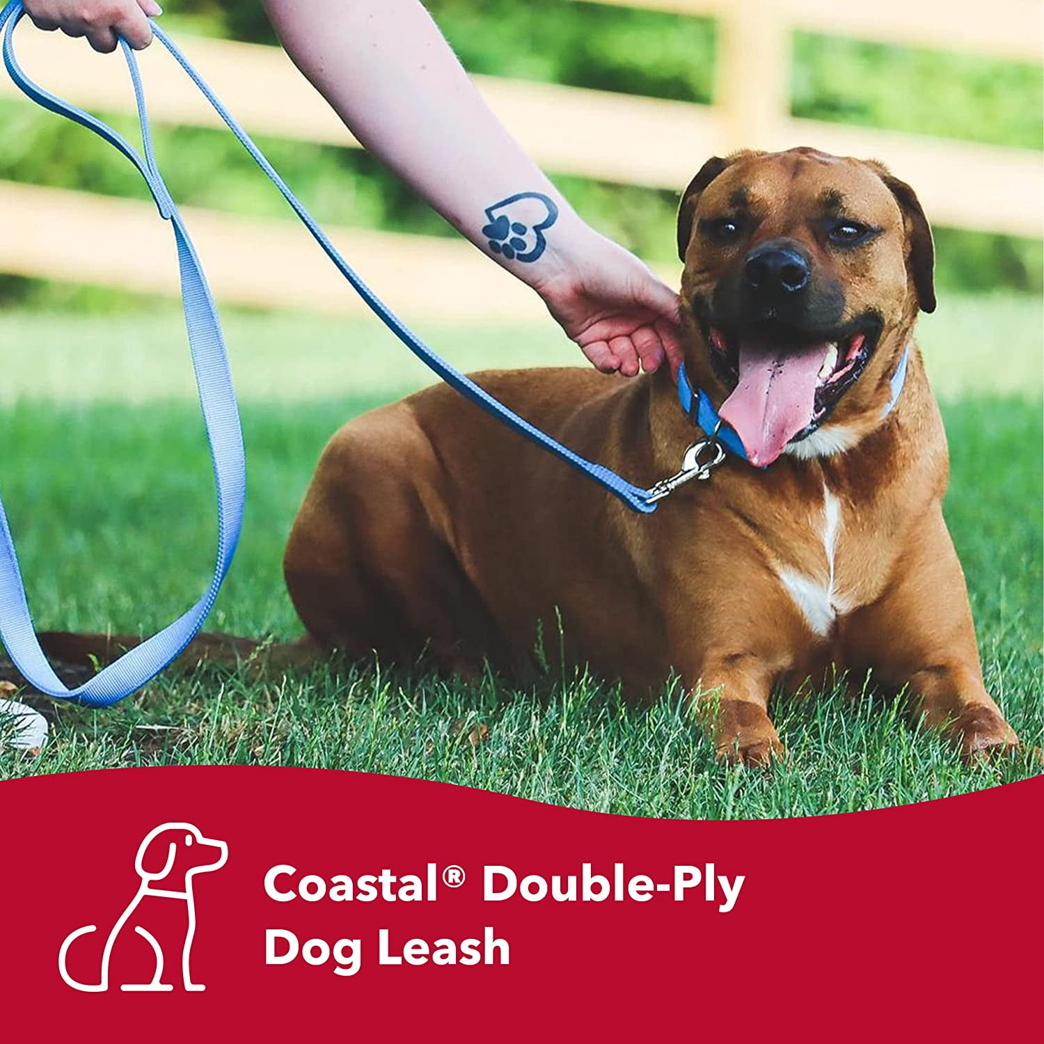 Coastal dog leash 2025