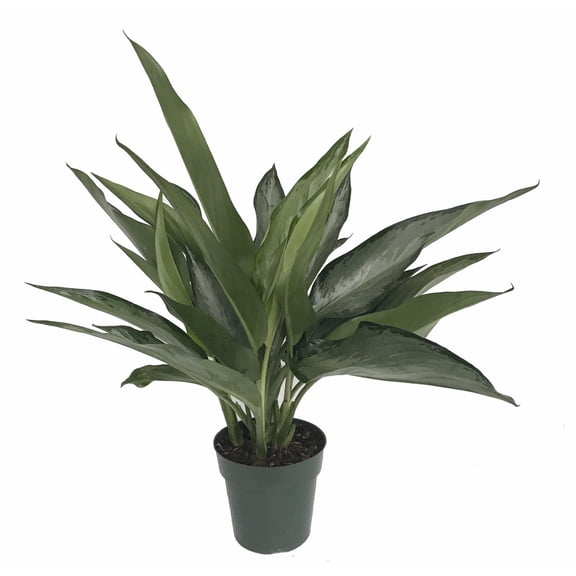 Silver Bay Chinese Evergreen Plant - Aglaonema - Low Light - 6" Pot