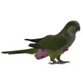 thumbnail image 2 of Reusable Bird Parrot Flight Suit Diaper Cockatiel Pigeons Nappy Pad, 2 of 2