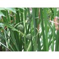 thumbnail image 4 of 20 Graines de Fleurs Blanches Géantes BUR Sparganium Eurycarpum, 4 of 4