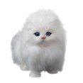 thumbnail image 1 of Mialoley Simulated Animal Model, Cat Plush Children Toys, Solid Color Plush Little Kitty Toy, Decor for Table Showcase, Family Toy Doll, 1 of 3
