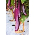thumbnail image 2 of TomorrowSeeds - Purple Shine Chinese Eggplant Seeds - 200+ Count - For 2026 Planting Long Asian, 2 of 11