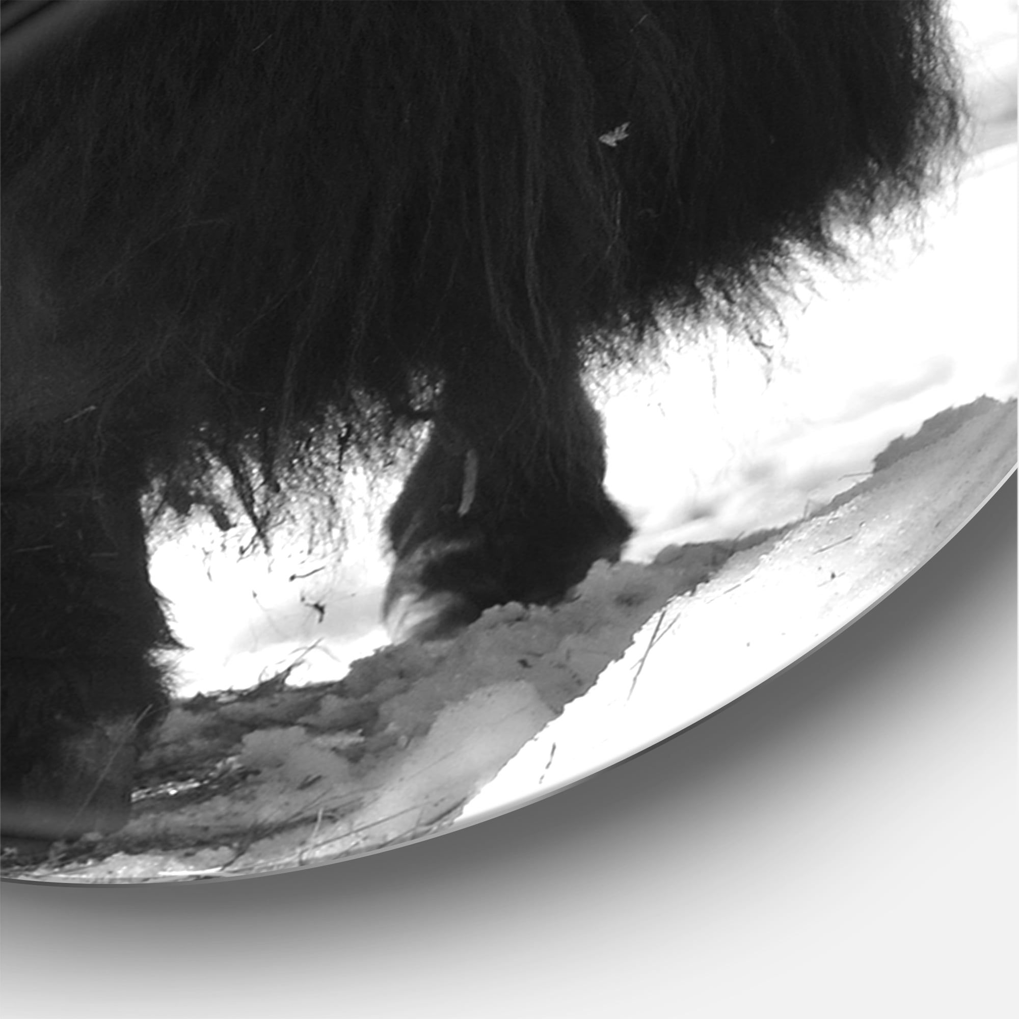 Designart 'Portrait Of Monochrome Wild Bull In Winter Forest I' Farmhouse Circle Metal Wall Art 36x36 - Disc of 36