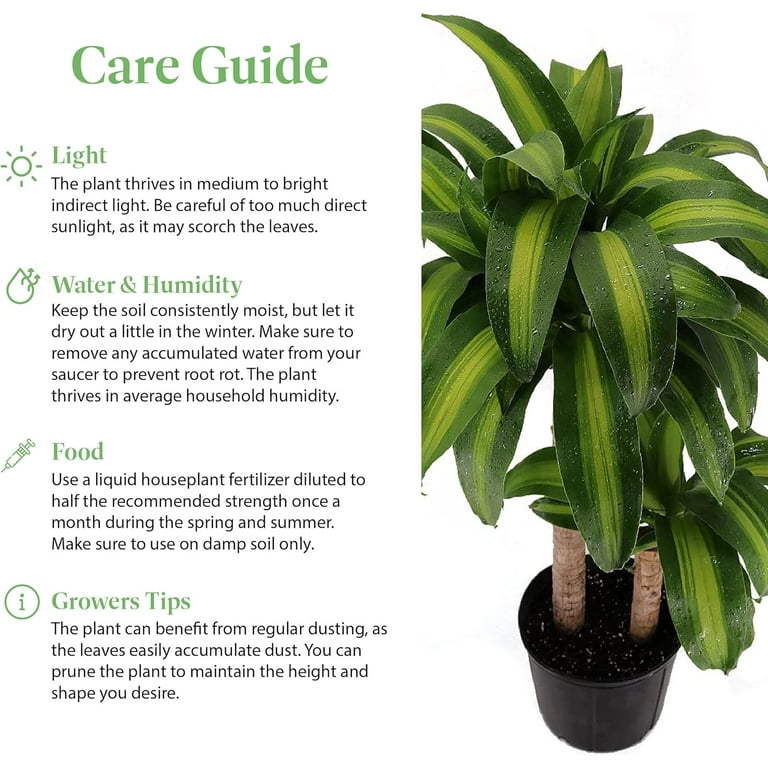 Dracaena Massangeana 'Corn Plant', Live Indoor Plant, 6-Inch Pot, Low  Maintenance - Walmart.com