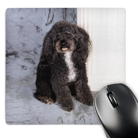 3dRose  Black and white Toy Poodle  MousePad price history on PriceWatchPro