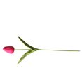 thumbnail image 4 of Inteprter Mini flor artificial, lirio único, tulipán, flor monarca, flor falsa de PU, decoración para el hogar y la Oficina, decoración para Flores artificiales Rosa roja Inteprter HA6563-10B, 4 of 6